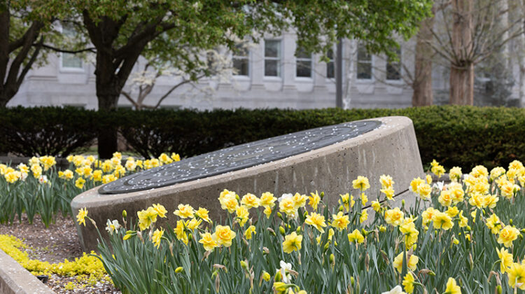 The Missouri State University seal on campus surrounded by beautiful yellow flowers.