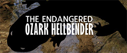 the endangered hellbender