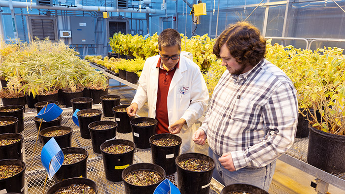 Dr. Cyren Rico working with a graduate student in his lab at Missouri State University.