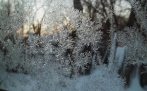 Frost.  (photo by Holly June Graves)