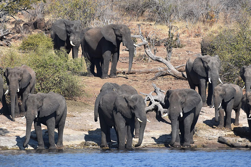 Elephants standing by water