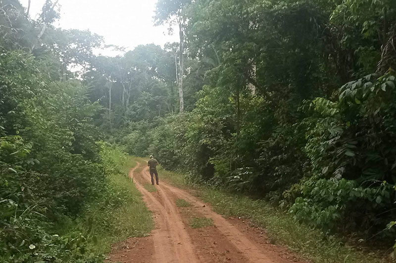 Man walking down road in middle of jungle