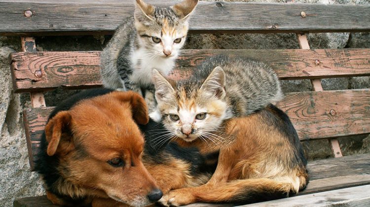 Stray dog and two cats on park bench