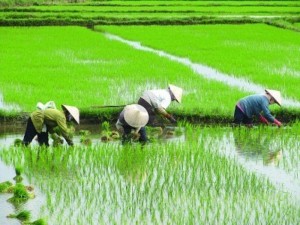 Rice paddy farmers