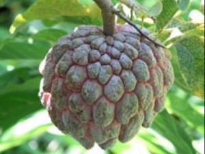 130315-Static-Shopping-Burmese-Tropical-Fruit-01_UOKWES7EPh